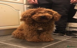 Cockapoo dogs for sale: Outstanding Cockapoos for sale  - Advert 4