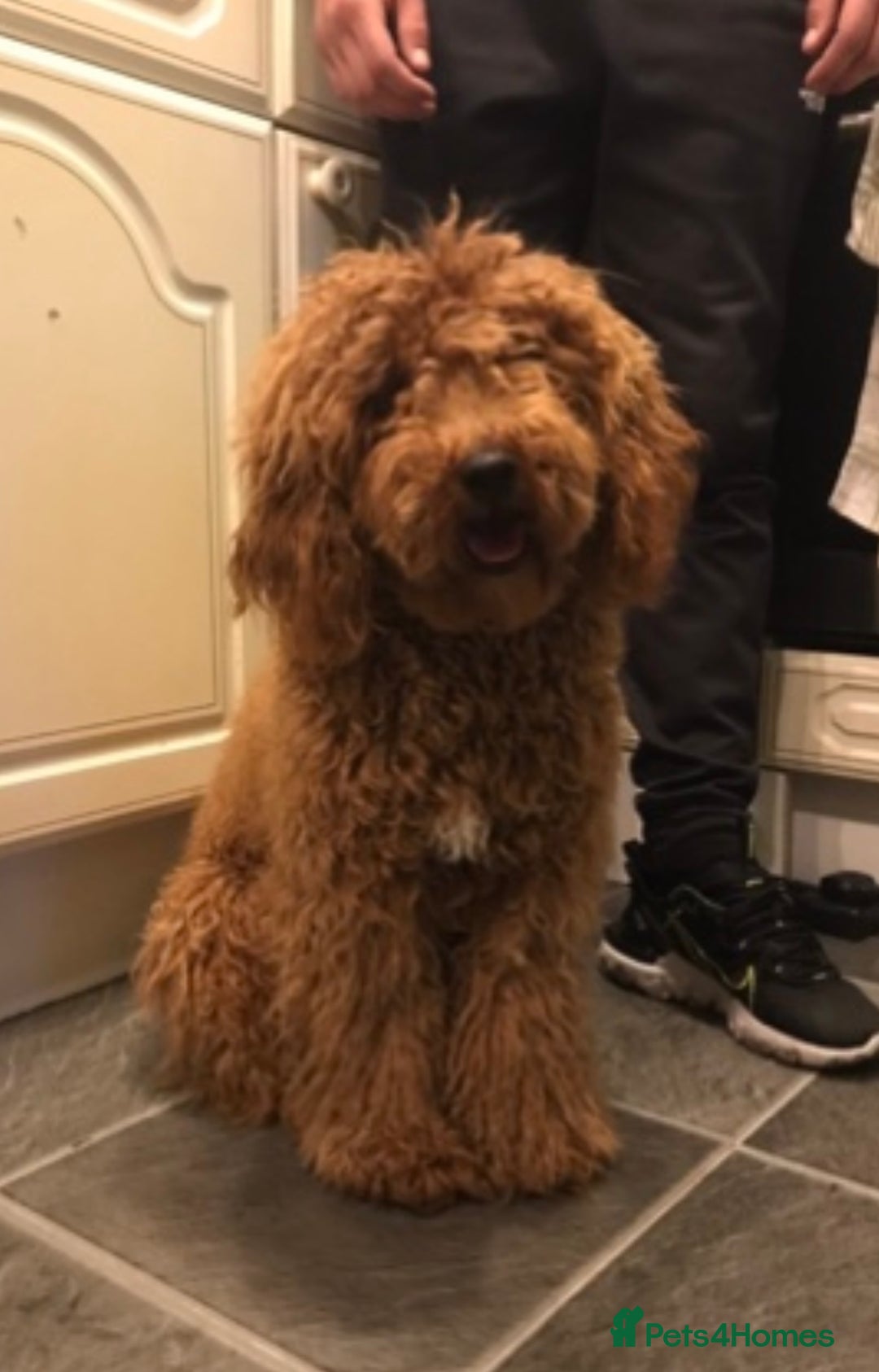 Cockapoo dogs for sale: Outstanding Cockapoos for sale  - Advert 4