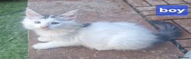 Maine Coon 1