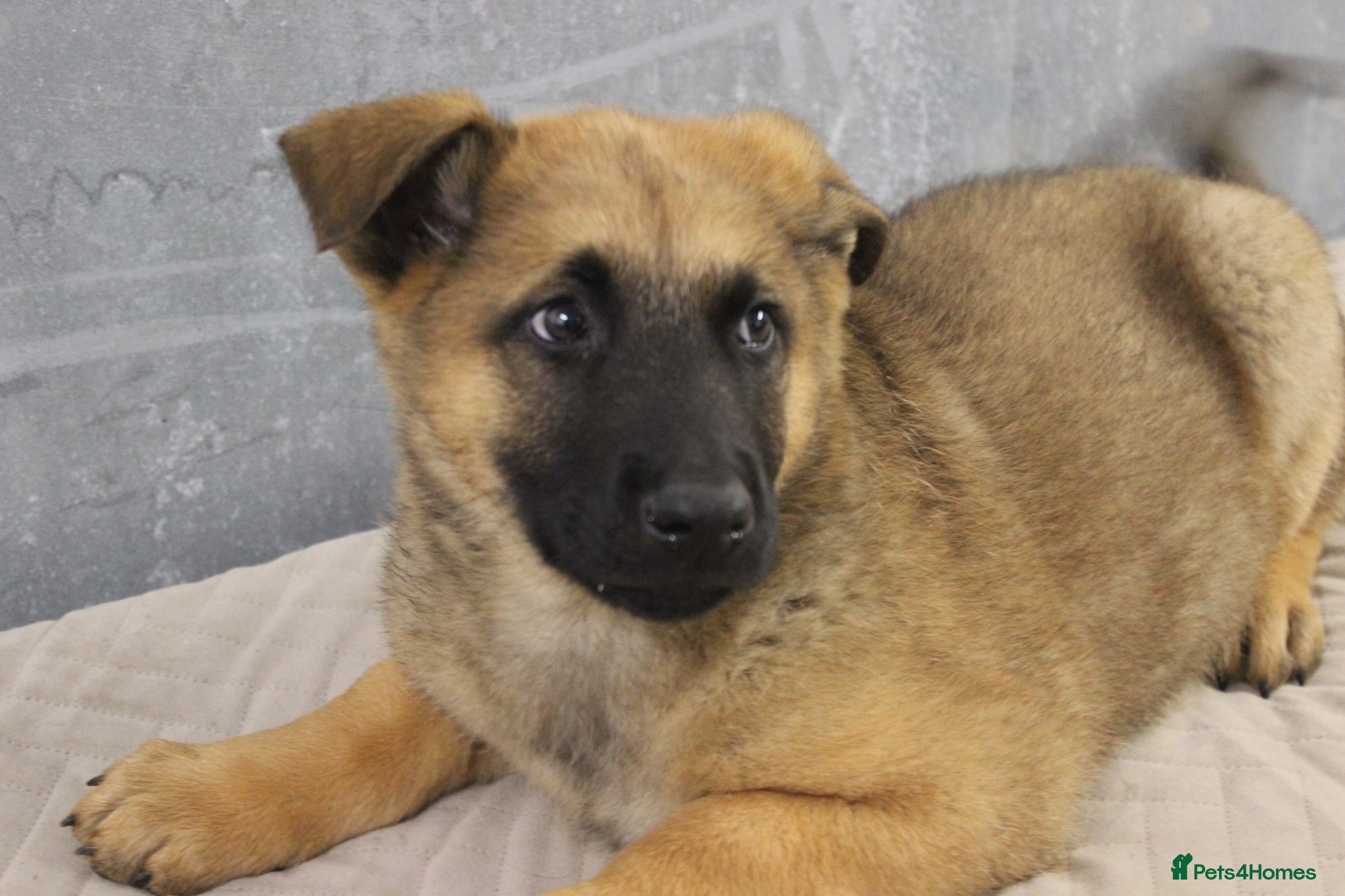 German Shepherd dogs for sale: German Shepherd Puppies  - Advert 13