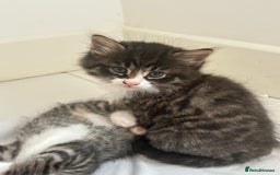 Mixed Breed cats for sale: Kittens ready for a new home  - Image 6