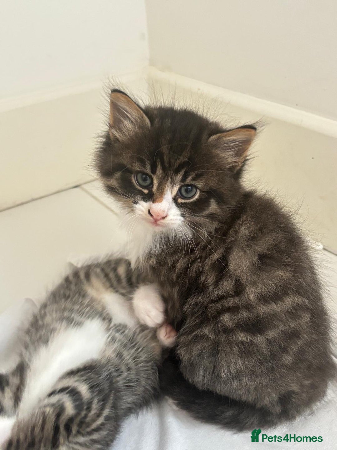 Mixed Breed cats for sale: Kittens ready for a new home  - Image 6