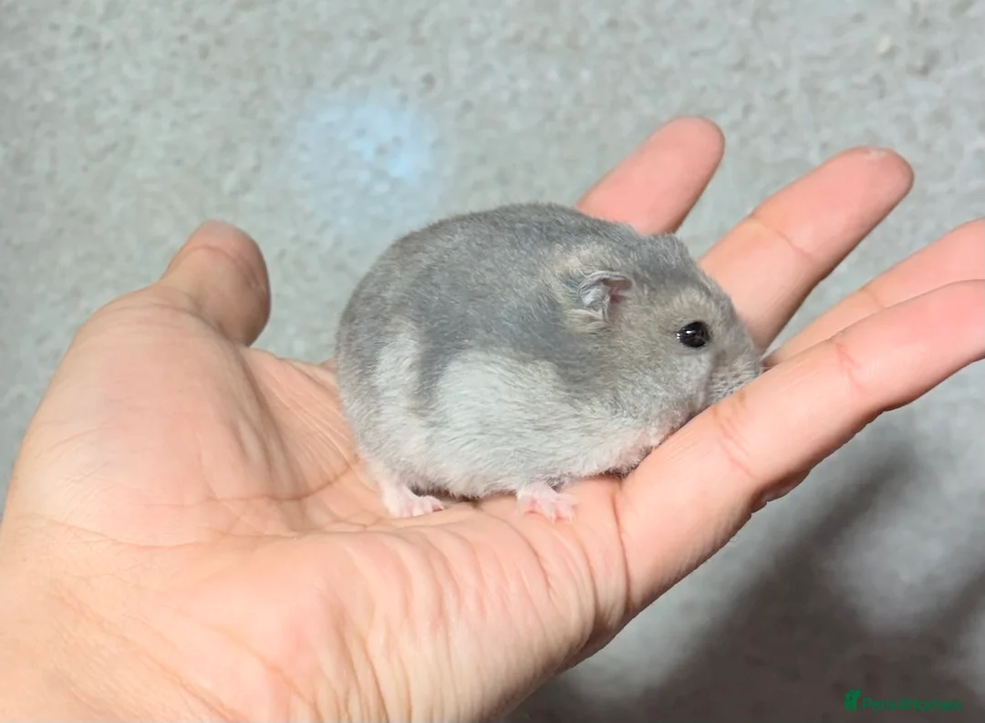 Hamster rodents for sale: STUNNING TAME PEDIGREE & PURE WINTER WHITE DWARFS - Advert 5