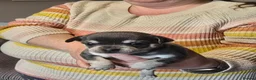 Chihuahua dogs for sale: Beautiful Applehead Chihuuas - Advert 5