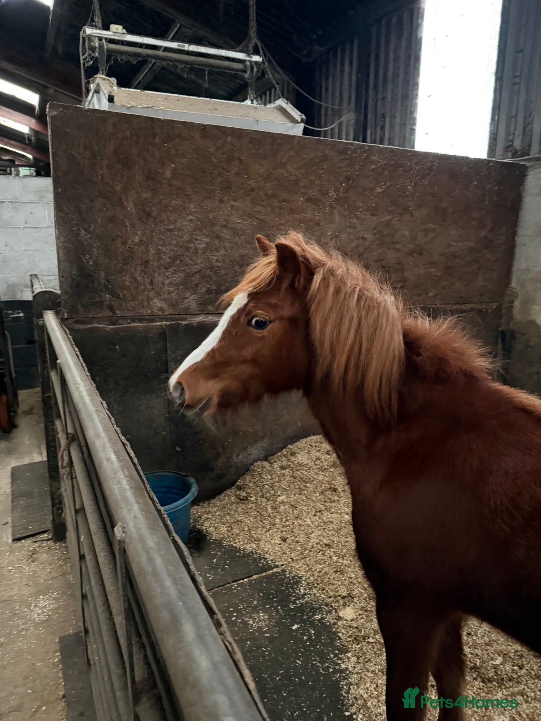 Welsh Section A horses for sale: Little Daisy chain  - Advert 3