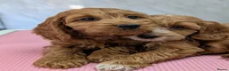 Cockapoo dogs for sale: Beautiful red pups from health tested parents - Advert 16