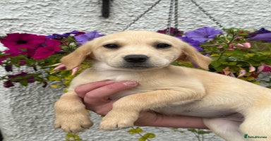 Labrador Retriever dogs in Lanark - Advert 6