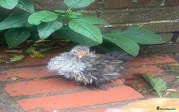 Chickens poultry for sale: Fizzy bantam chick  - Image 2