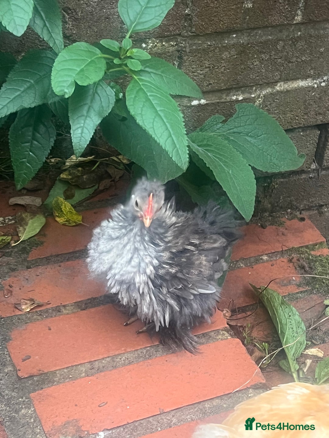 Chickens poultry for sale: Fizzy bantam chick  - Image 2