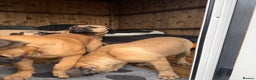 Bullmastiff dogs for sale: Bullmastiff - Advert 11