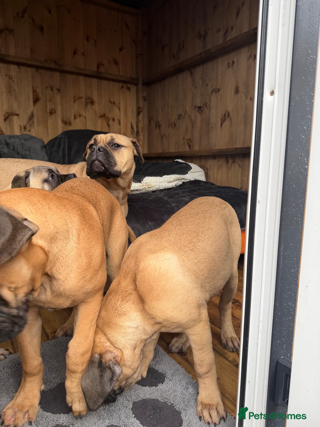 Bullmastiff dogs for sale: Bullmastiff - Advert 11