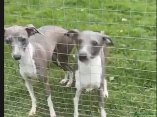 Italian Greyhound dogs Two Italian greyhound girls - Advert 8