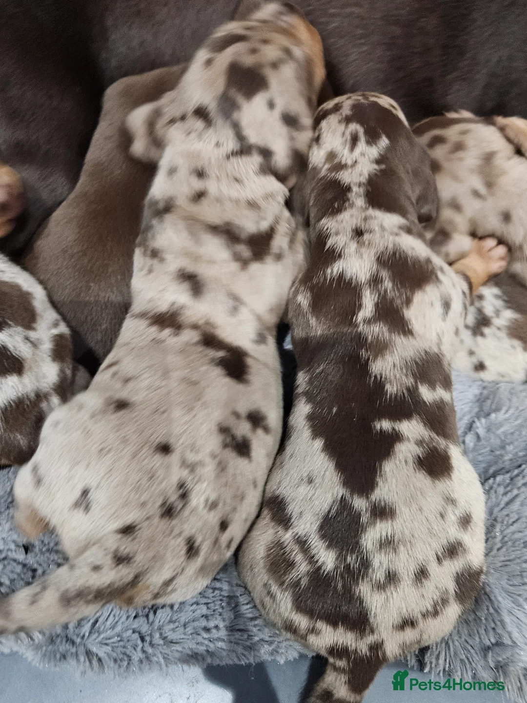 Dachshund dogs for sale: Dachshunds7puppies,only one brown girl left - Advert 4