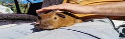 Guinea Pig rodents for sale: California x male 6m ip3 - Advert 5