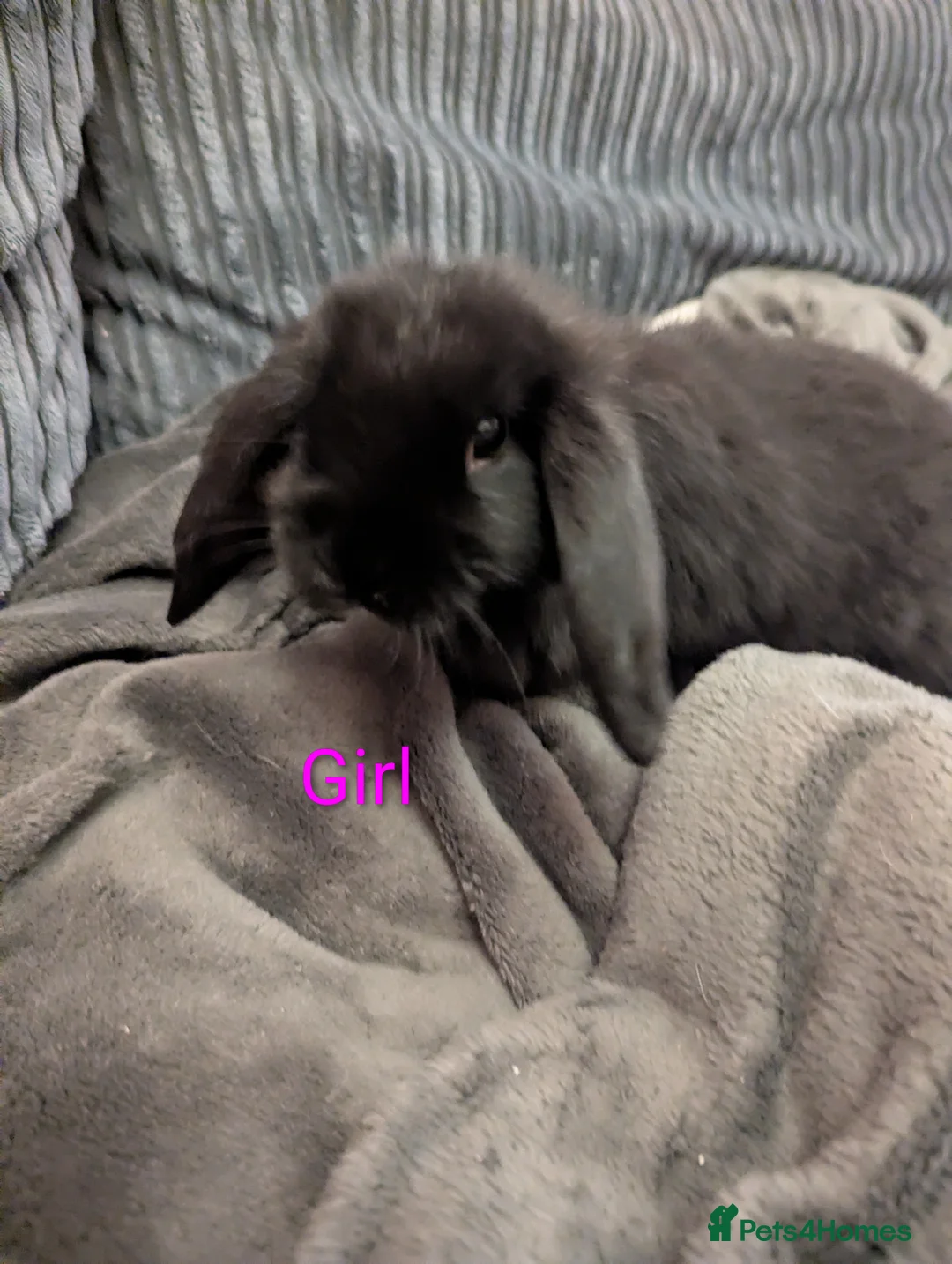 Mini Lop rabbits for sale: Mini Lop babies for sale £40 each - Advert 6