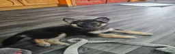 Shepsky dogs for sale: shepsky puppies in Inverurie - Advert 7