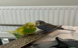 Budgerigars birds for sale: 2x Budgies for sale - Advert 1