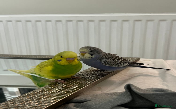 Budgerigars birds 2x Budgies for sale - Advert 2