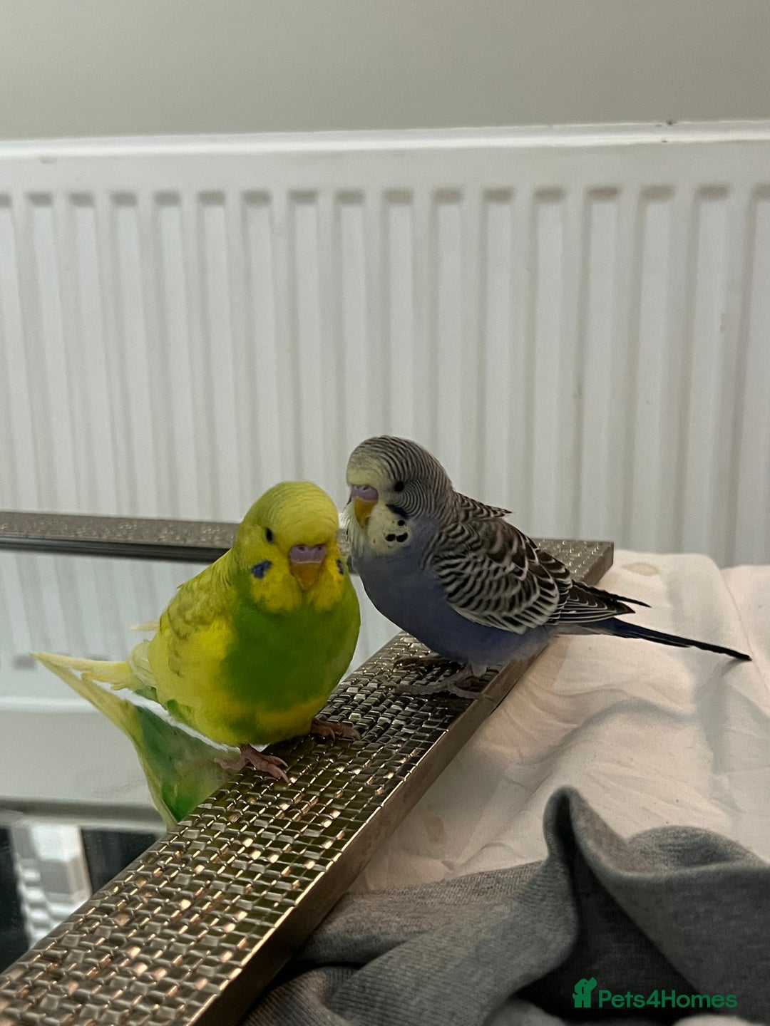 Budgerigars birds for sale: 2x Budgies for sale - Advert 1