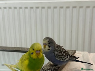 Budgerigars birds for sale: 2x Budgies for sale - Advert 1