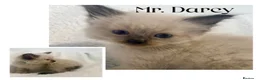 Ragdoll cats for sale: Chocolate Ragdolls  - Advert 5