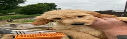 Goldendoodle dogs for sale: Goldendoodle pups Born 25 March 2026 - Advert 6