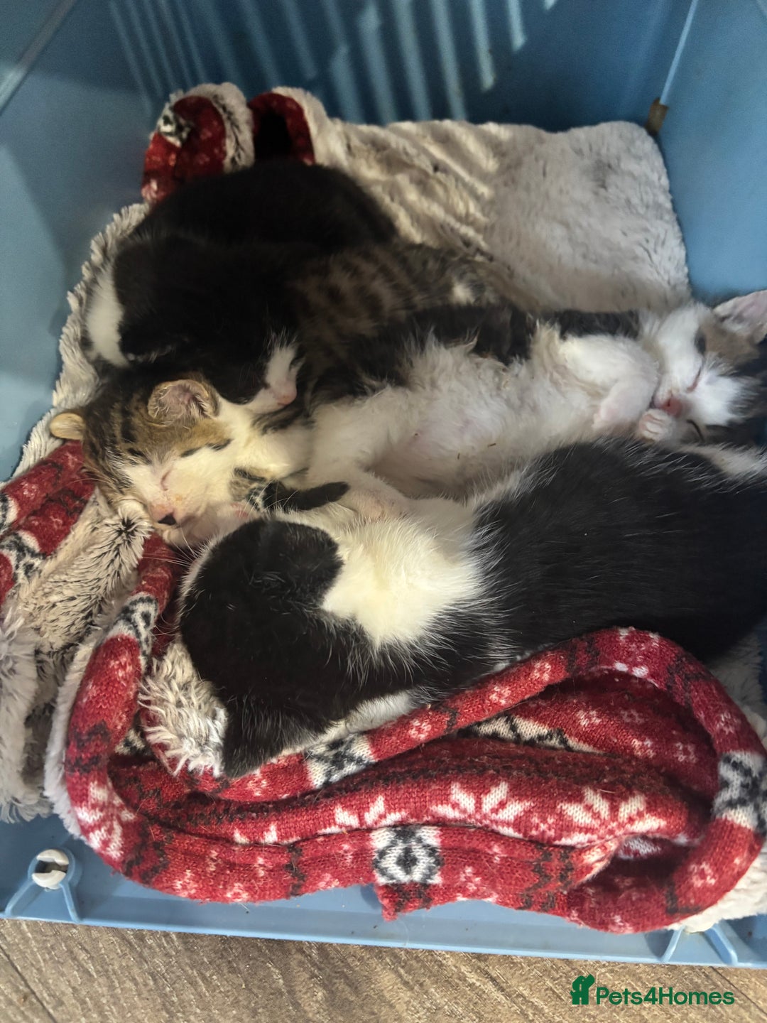 British Shorthair cats for sale: Four hand reared kittens Please read the info - Advert 13