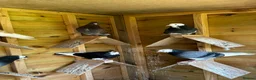 Pigeons birds for sale: Quality pigeons for sale  - Advert 3