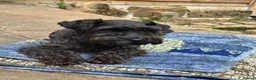 Miniature Schnauzer dogs for sale: 🐾 Beautiful KC Reg Miniature Schnauzer Puppies🐾 - Advert 25