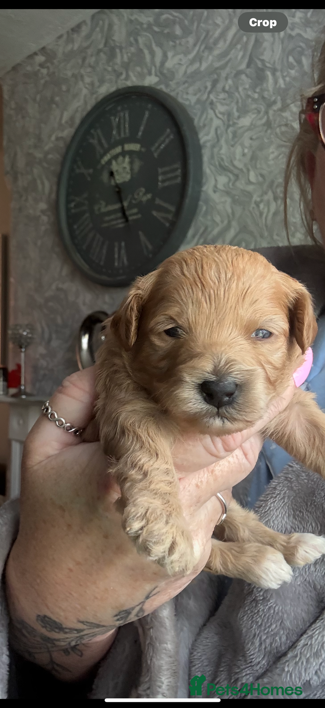 Mixed Breed dogs for sale: Cavapoochon Puppies 🌟🌟 1 Girl remaining 🌟🌟 - Image 27