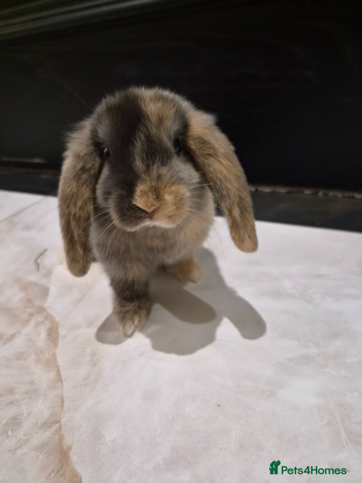Lionhead rabbits Gorgeous baby rabbit for sale - Advert 12