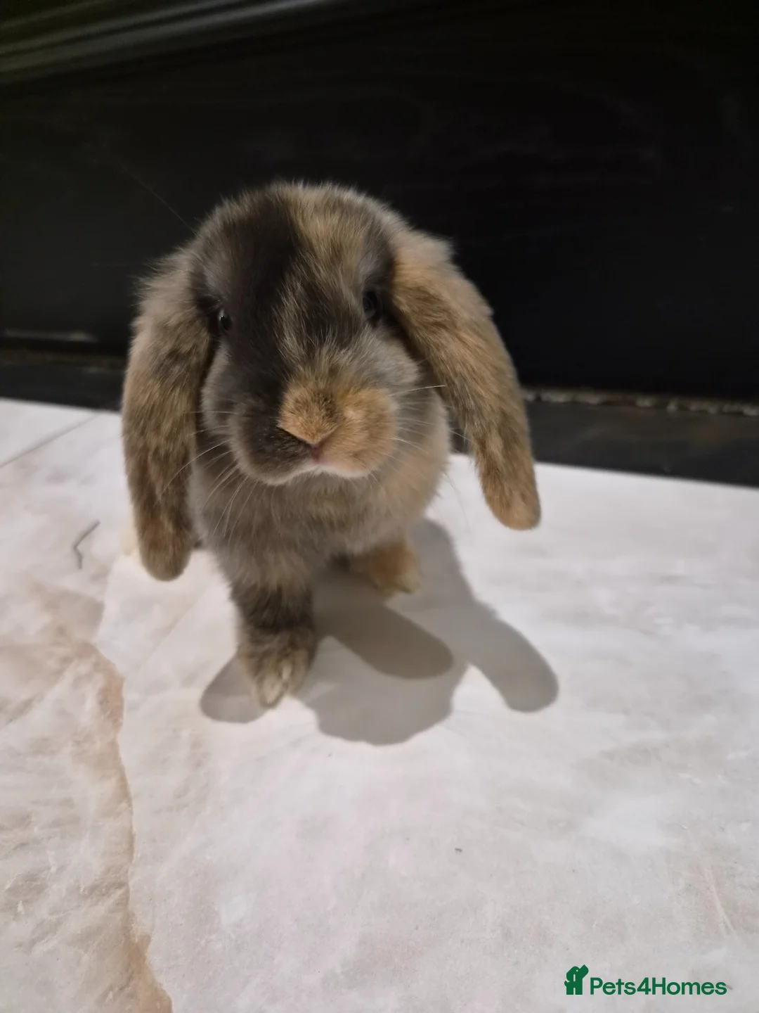 Lionhead rabbits for sale: Gorgeous baby rabbits for sale - Advert 2
