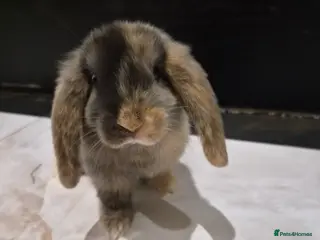 Lionhead rabbits Gorgeous baby rabbit for sale - Advert 12