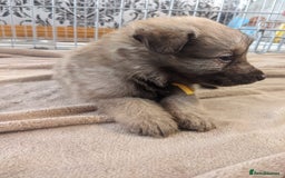 Mixed Breed dogs for sale: Border collie x German shepherd puppies - Image 13