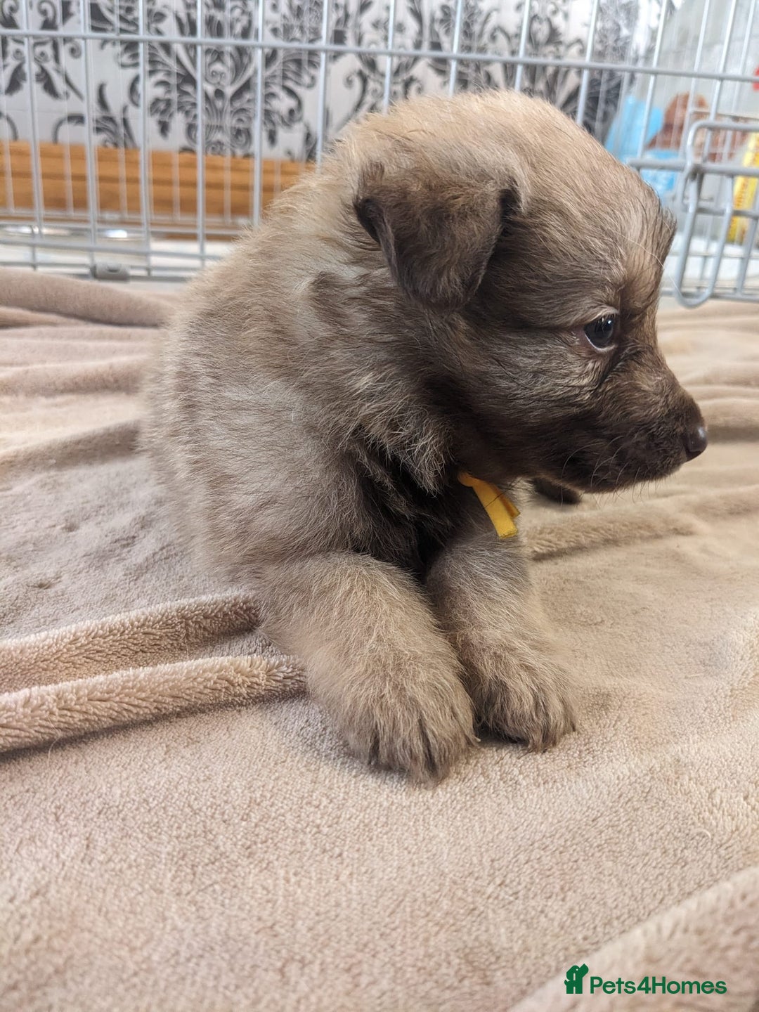 Mixed Breed dogs for sale: Border collie x German shepherd puppies - Image 13