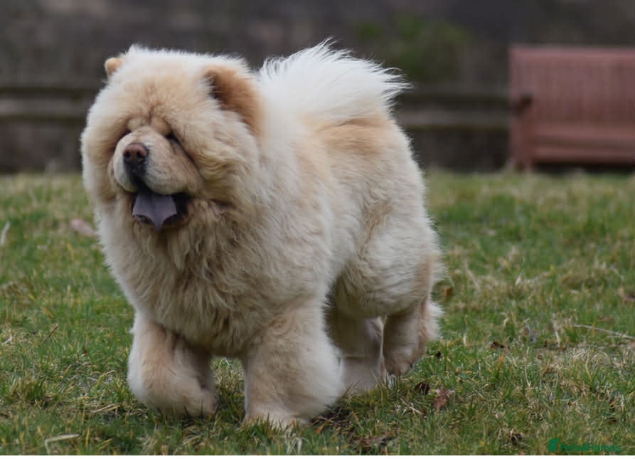 Chow Chow dogs Stunning Pale Cream boy offered at Stud - Advert 8