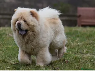 Chow Chow dogs Stunning Pale Cream boy offered at Stud - Advert 14