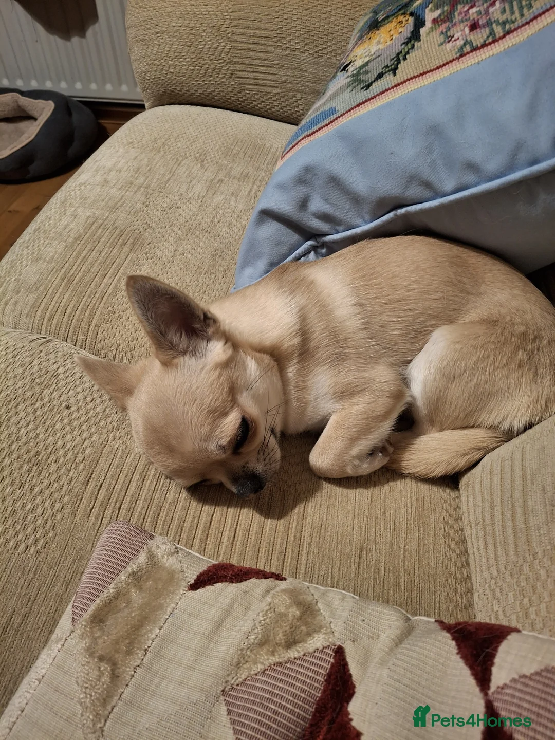 Chihuahua dogs for stud: KC reg. 'Forest' for stud not sale - Advert 3