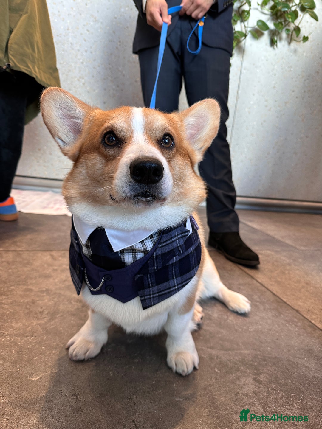 Welsh Corgi Pembroke dogs for stud: KC reg Welsh Pembroke Corgi for stud - Advert 1