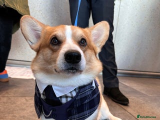 Welsh Corgi Pembroke dogs KC reg Welsh Pembroke Corgi for stud - Advert 1