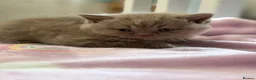 British Shorthair cats for sale: British Shorthair Girls Cinnamon & Lilac - Advert 4