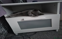 British Shorthair cats for sale: Beautiful Blue GCCF Female, Health Tested  - Image 3