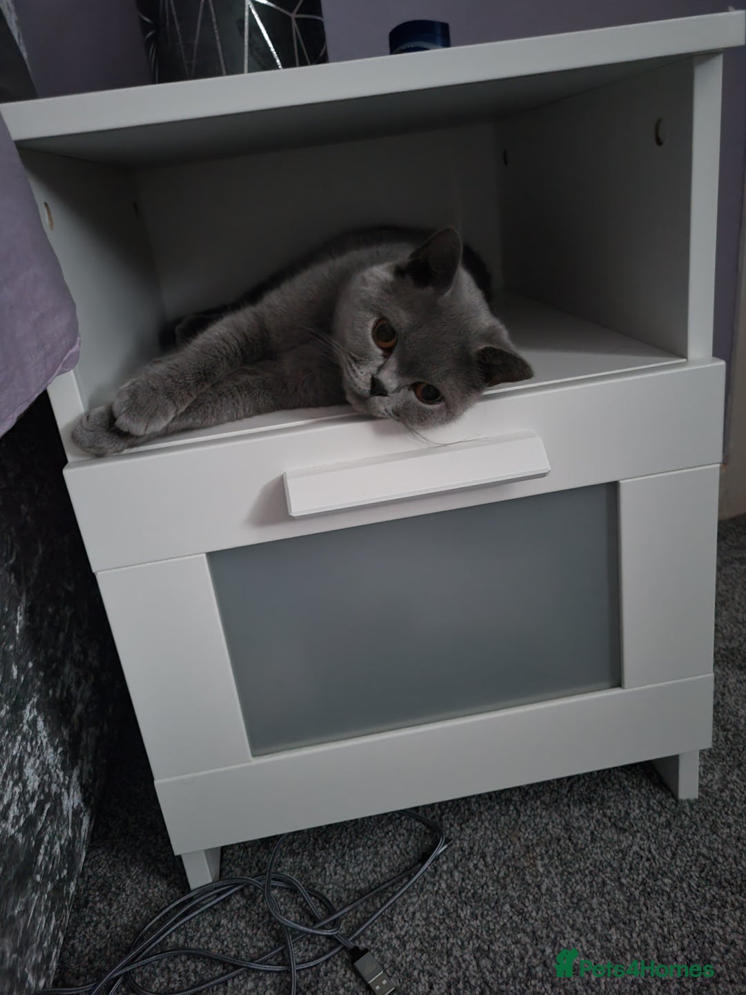 British Shorthair cats for sale: Beautiful Blue GCCF Female, Health Tested  - Image 3