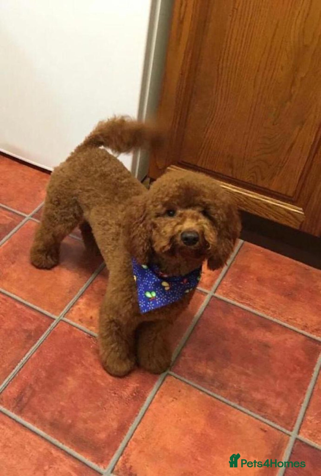 Cavapoo dogs for sale: Top Class Extensively tested F1b Toy Cavapoo pups - Image 22
