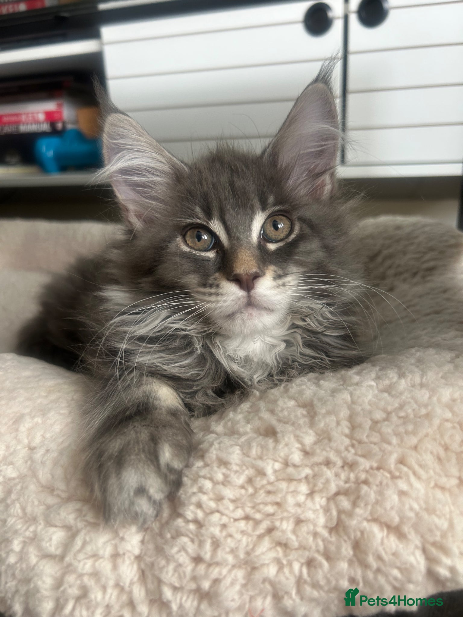 Maine Coon cats TICA Registered XL Russian Bloodline Maine Coons - Advert 1