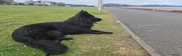 German Shepherd dogs for sale: Top Quality KC Black Long Hair German Shepherd  - Advert 22