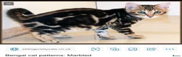 Bengal cats for sale: Bengal kittens Mum is Tica registered  - Advert 17
