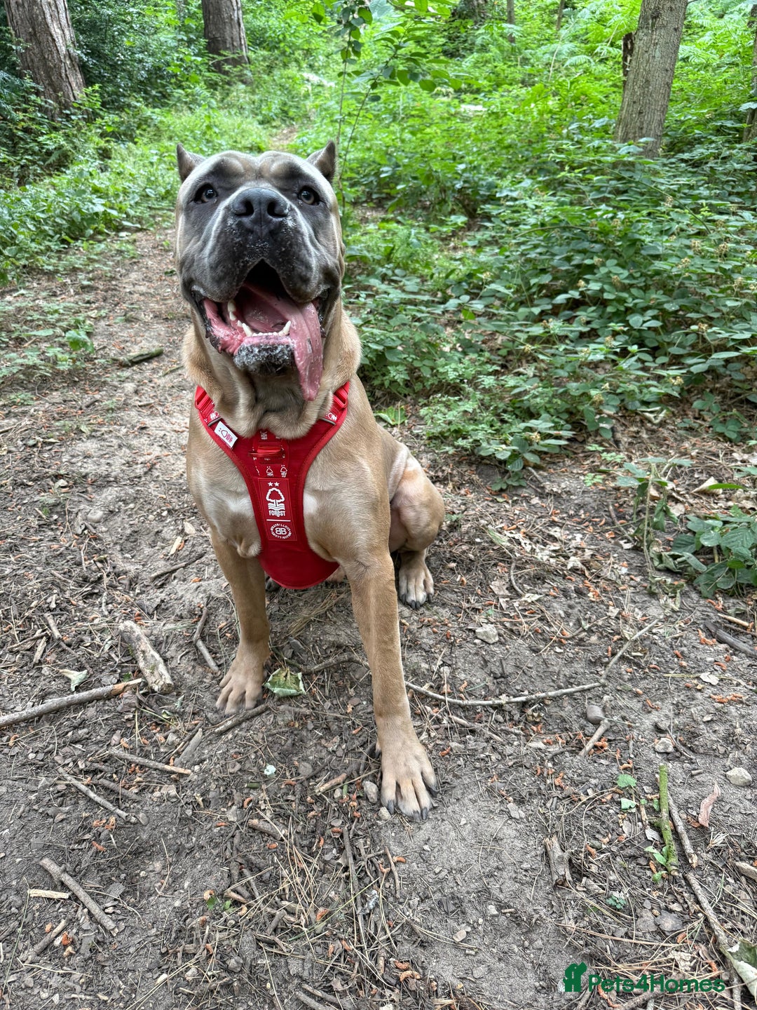 Cane Corso dogs for stud: Cane corso stud - Image 3
