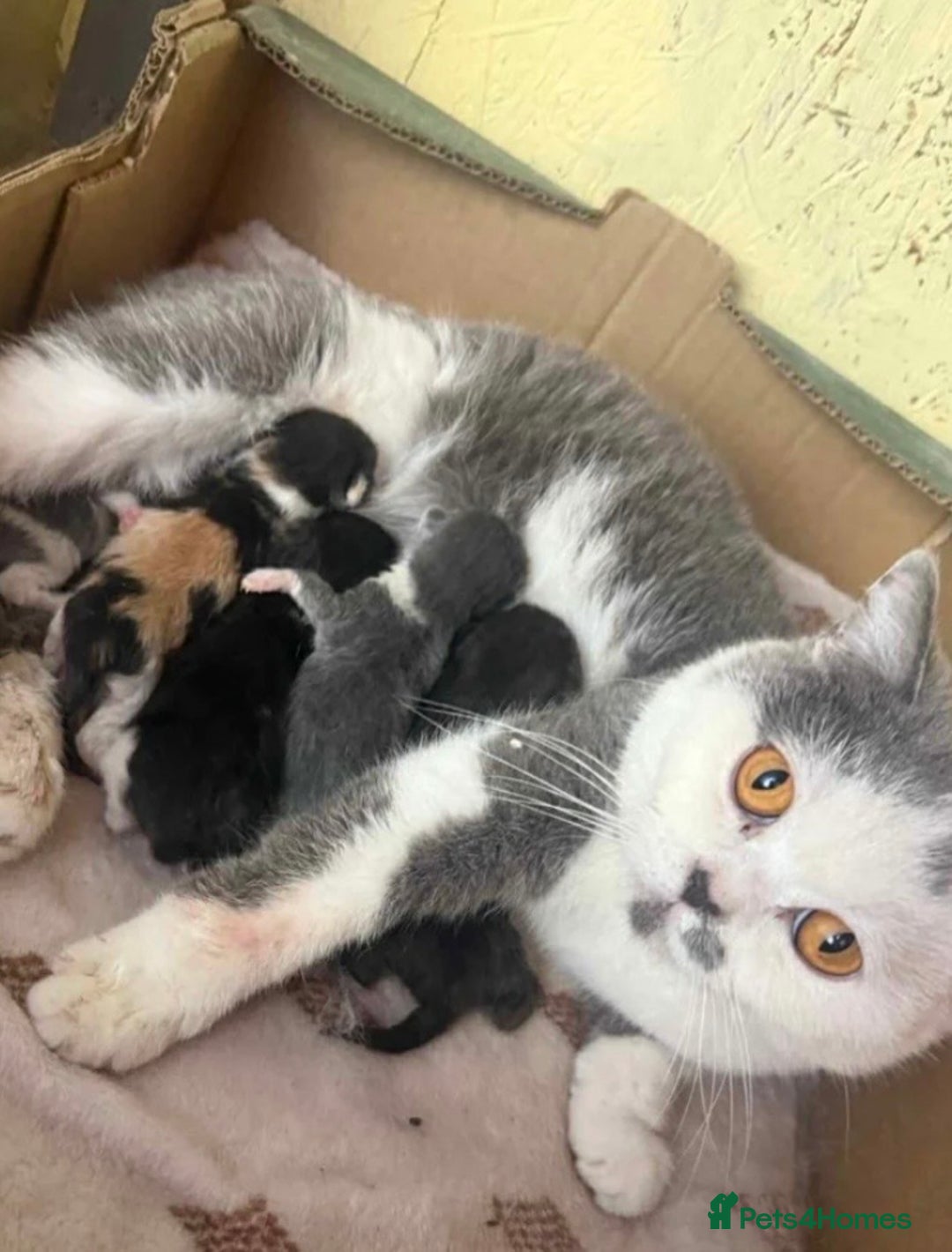 British Shorthair cats for sale: Adorable British shorthair kittens TICA - Image 15