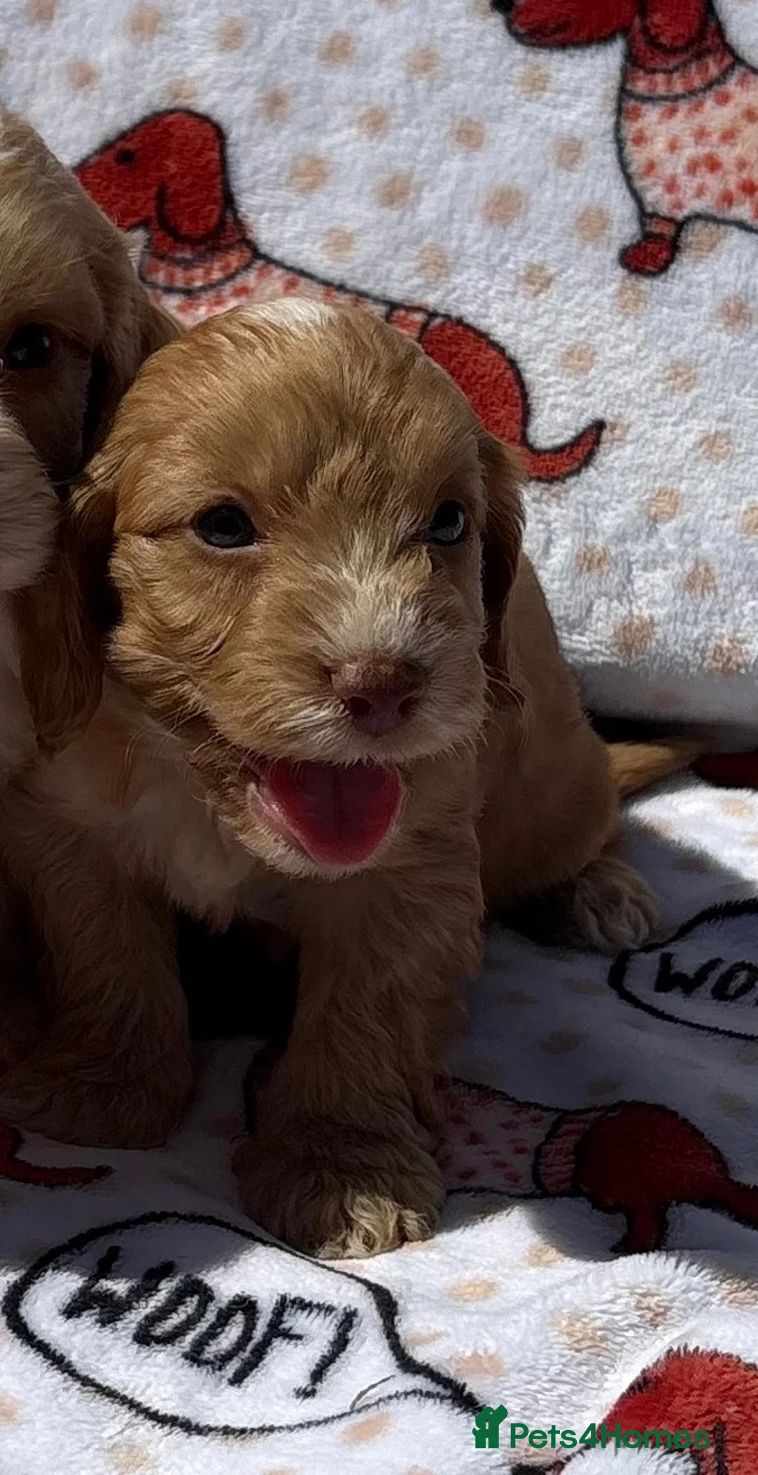 Cockapoo dogs for sale:  F1 cockapoo puppies  - Advert 12